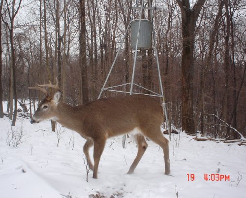 8 point whitetail buck